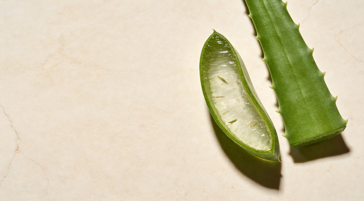 Aloe-vera-Blatt mit klarem Gel